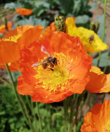 bee on small orange garden flower with thin sheets in flowerbed. orange poppy