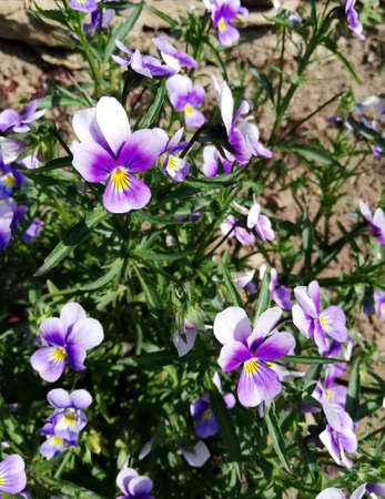 small purple garden flower with thin sheets in flowerbed. pansy