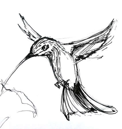 hand drawing ink illustration of flying hummingbirdの写真素材