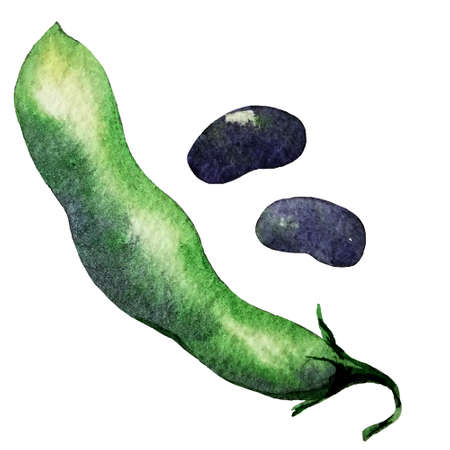 water color hand painted vegetable. pea on white backgroundの写真素材