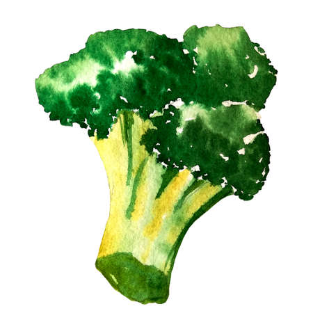 water color hand painted vegetable. broccoli on white backgroundの写真素材