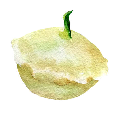 water color hand painted vegetable. Patisson on white backgroundの写真素材