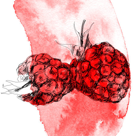 hand drawing art of red raspberryの写真素材