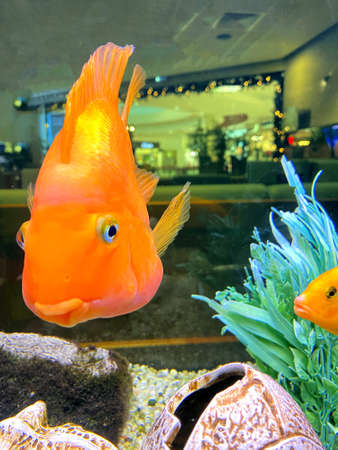 funny big goldfish in the aquarium, fish scales, fish eyes, wish fulfillment, joy and smile.の写真素材