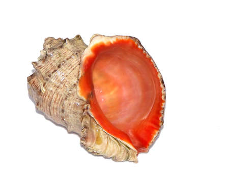 Sea shell isolated on whiteの写真素材