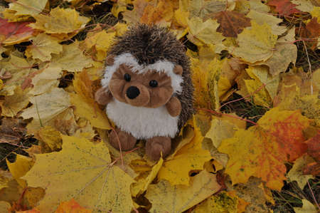 little hedgehog in dry yellow leavesの写真素材