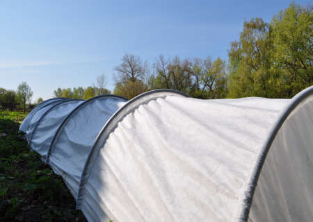 Spring greens - bright juicy seedlings for landing in the groundの写真素材