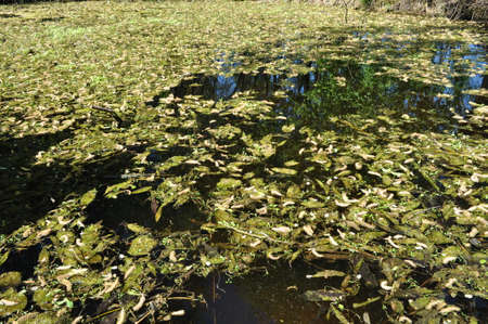 spring landscapes - trees, leaves, water, high water