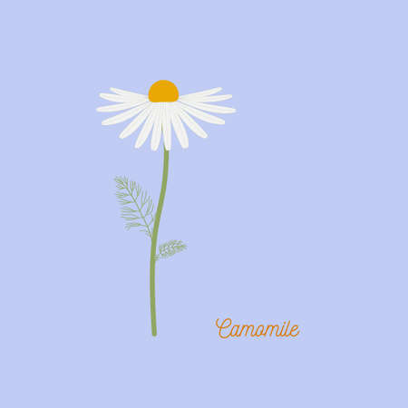 Camomile medical vector illustration. Chamomile floral background. Camomile patternのイラスト素材
