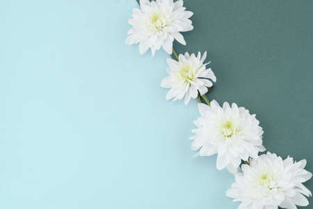 White chrysanthemums on a colored background in light shades.の写真素材
