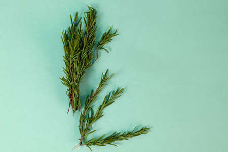 Fragrant sprig of rosemary on a colored backgroundの写真素材