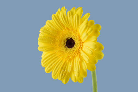 Beatiful Yellow gerber on a grey backgroundの写真素材