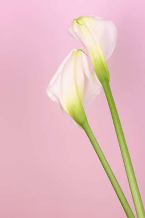 Beautiful white callas on a pink background. Beautiful flowers, a place for an inscription.の写真素材