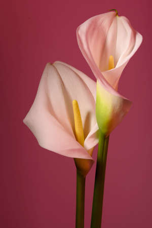 Beautiful flowers - calla on a pink background. Place for inscription. Postcard. celebration.の写真素材