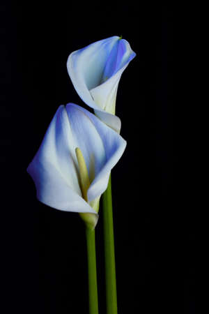Beautiful flower calla with beautiful neon light on a black background. Two beautiful flowers. Cards.の写真素材