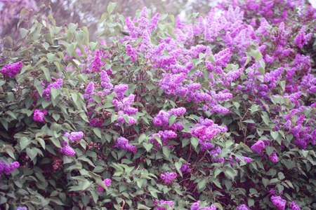 Beautiful bush blooming lilac in the summer garden. Gardens of trees.