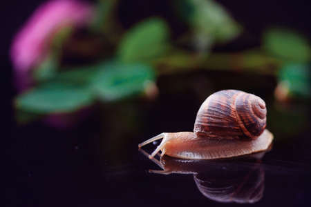 Beautiful snail on a black background, macro photo