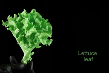 Fresh green leaf lettuce on a black backgroundの写真素材