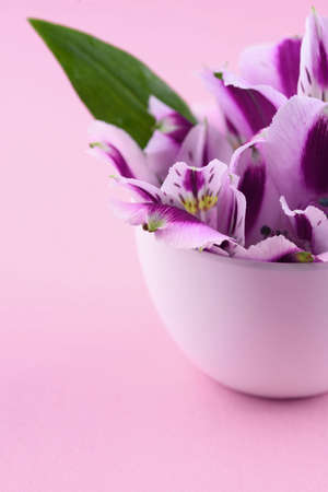 Beautiful flowers of astromeria in a white cup, and a white saucer on a pink background.の写真素材
