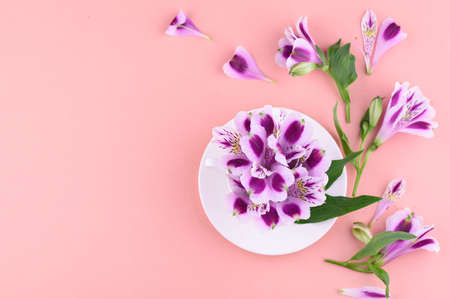 Beautiful flowers of astromeria in a white cup, and a white saucer on a pink background.の写真素材