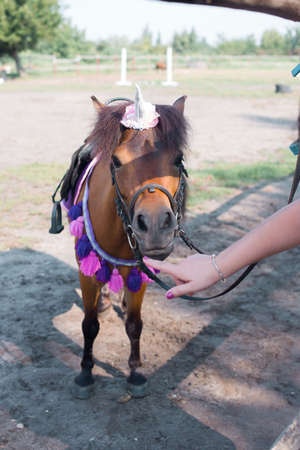 Beautiful young pony. With decor on the mane. On a summer day. Beautiful nature.の写真素材