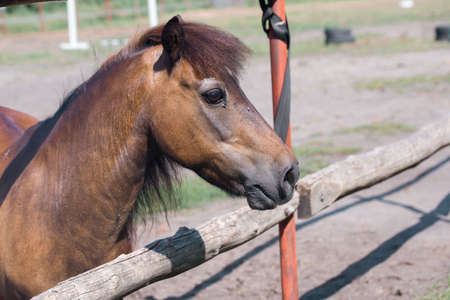 Beautiful pony in a harness on a farm on a summer day. Close-up, nature, village.の写真素材