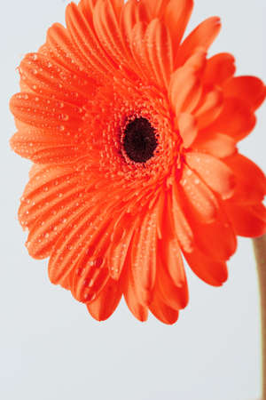 Gerbera flower painted in neon mint color and isolated on a white background. Trend color.