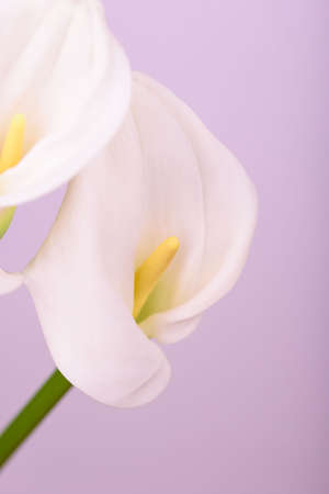 Beautiful flower calla with beautiful neon light on a pink background. Two beautiful flowersの写真素材