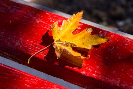 Red and yellow maple leaves after rain on stones textured background with drops, copy space. Autumn...