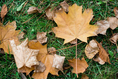 Leaves fall from a tree on green grass.Atumn time