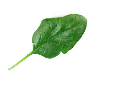 Leaf of green fresh spinach isolated on a white background. Healthy eatingの写真素材