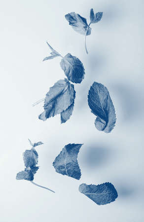 Beautiful fragrant mint leaves fly on a blue background. Gravity effect. Trend color.