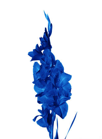 Beautiful blue flower gladiolus is isolated on white backgroundの写真素材