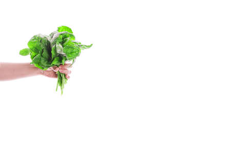 Bunch of spinach in hands isolated on a white background. Proper nutrition. Dietの写真素材
