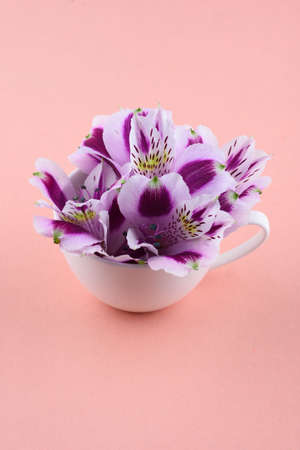 Beautiful flowers of astromeria in a white cup on a pink backgroundの写真素材