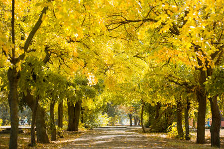 Beautiful fall trees in the park. Colorful yellow-green trees. Tree alley