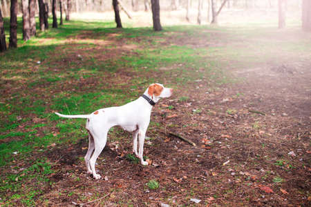 Walk a beautiful dog on the beach with dry grass. Walking people and dogs