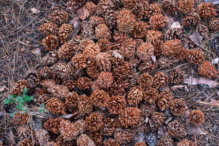 Lots of beautiful spruce cones in the woods. Nature in springの写真素材