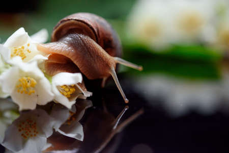 Snail with white flowers and a bell with reflection. Cosmetic mucus to rejuvenate the face.