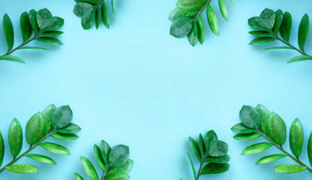 Blue background with branches of green leaves and cotton flowers. A place for text. View from above.の写真素材