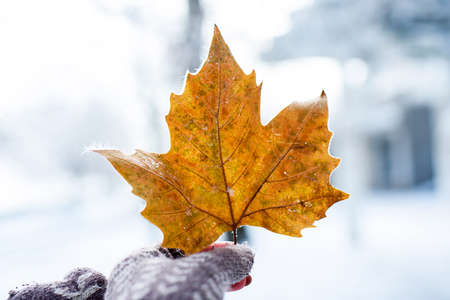 Autumn leaf in hand in the middle of winter.Winter walk through the winter city. Life styleの写真素材