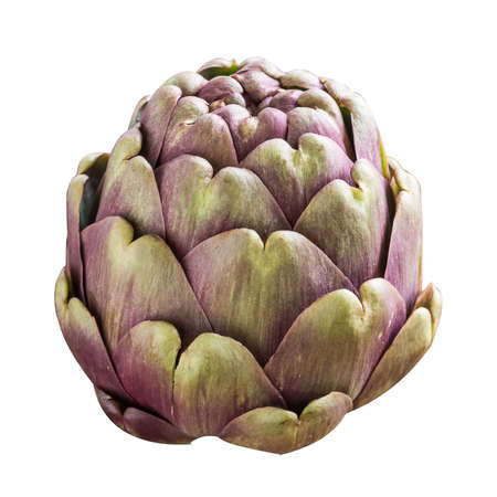 One large purple fresh artichoke isolated on whiteの写真素材