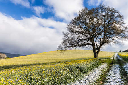 Yellow field of flowering rape covered with snow in the springtime.の写真素材