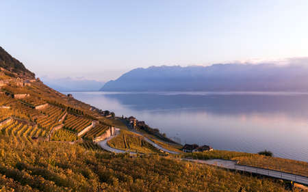 Sunset the autumnal vineyard terraces, lake Leman and Alps Mountains. Region Lavaux, Switzerlandの写真素材