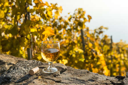 Glass of white wine and the cork on the old stone wall. Autumnal vineyard in Lavaux region, Switzerland.の写真素材