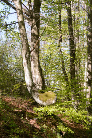 The Italian forest between Bologna and Florence, a really ancient trekking path called "the Gods way"の写真素材