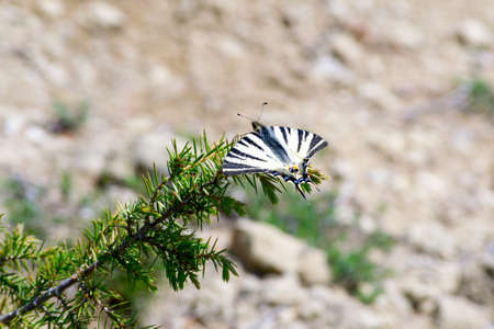 Close up of a butterfly standing on a plantの写真素材