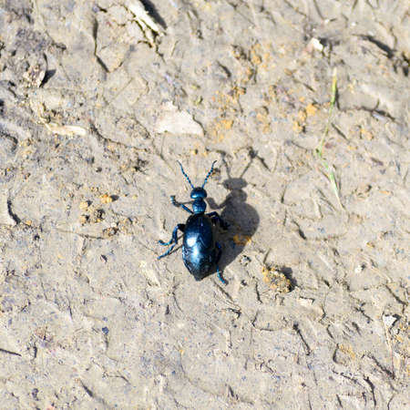 A nice glossy black scarab walking on the ground in the forestの写真素材