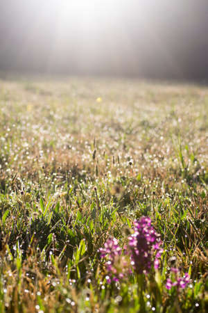 A mountain meadow by the first sun beam in the morningの写真素材