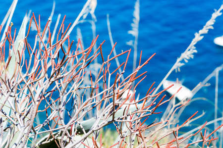 Red shrub typical of the mediterranean area found in the coast of Sicily in the Zingaro Natural reserveの写真素材